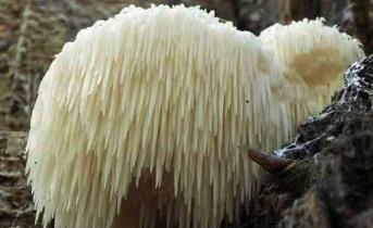 Ежовик гребенчатый, Львиная грива, Бородатый гриб, Грибная лапша (Hericium erinaceus) Лекарство гриб бородач рецепт народной медицины